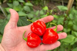 Today’s habanero harvest! Nj