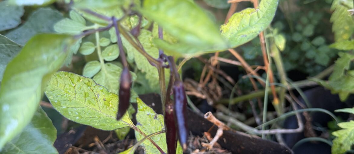 Pepper ID