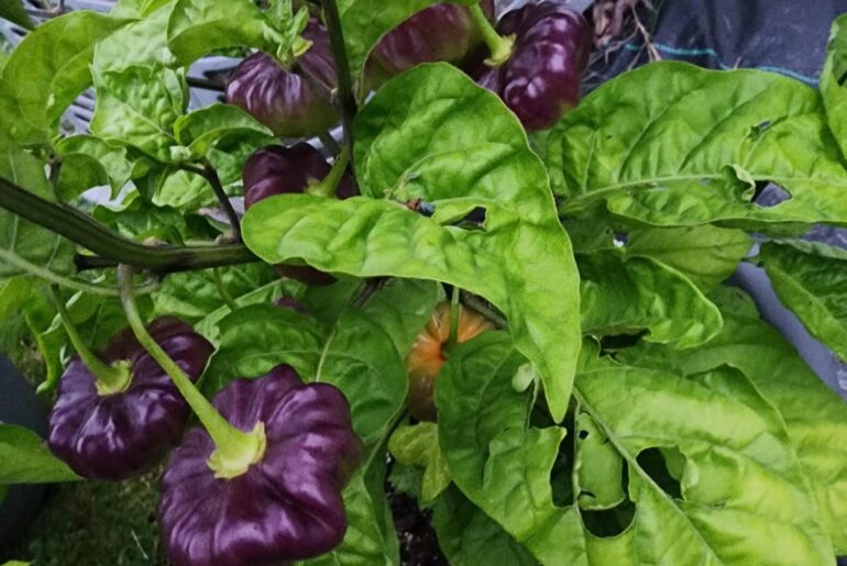 Aji Cachucha