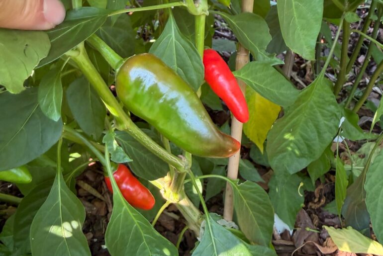 Help me ID pepper
