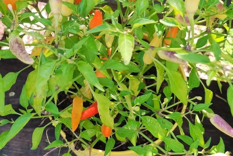 Baskets of fire!