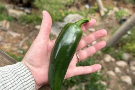 I grew this!