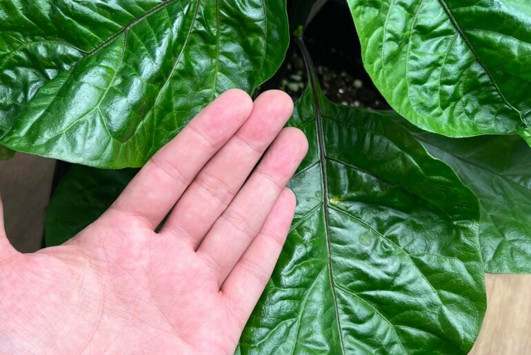 Massive Trinidad Scorpion leaves