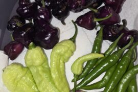 Nice little harvest