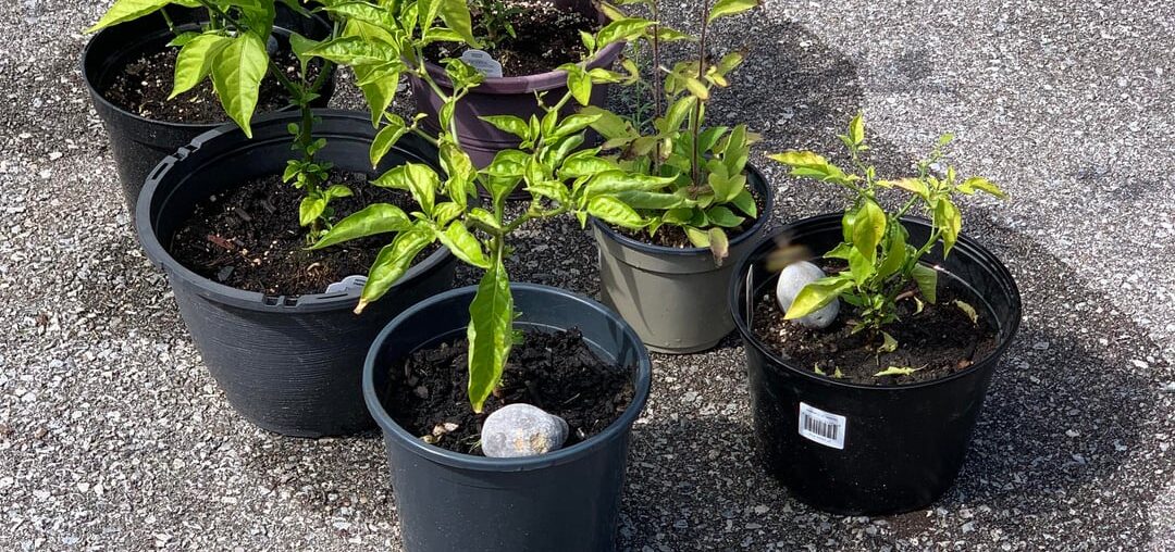 Advice needed: why are my plants producing many peppers ?
