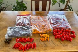 My first pepper garden