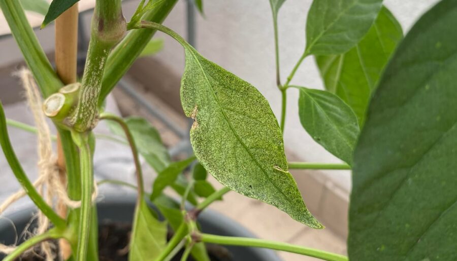 Got a couple questions