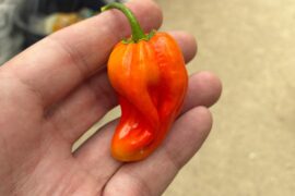 My first of the season