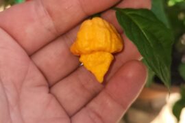 Could this be an expression of ghost?