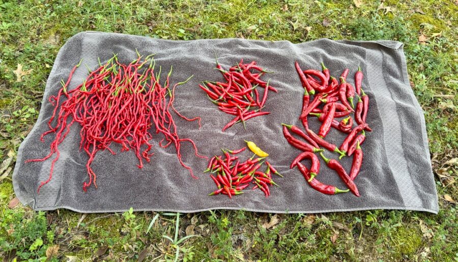 After a weeklong trip out of town I came home to a big harvest!