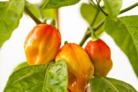 First time habaneros