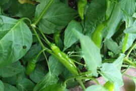 Beginning to think these aren't jalapenos...