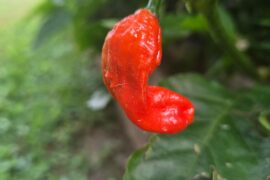 Let's go! First ghost pepper to ripen! But why is it shaped like that?