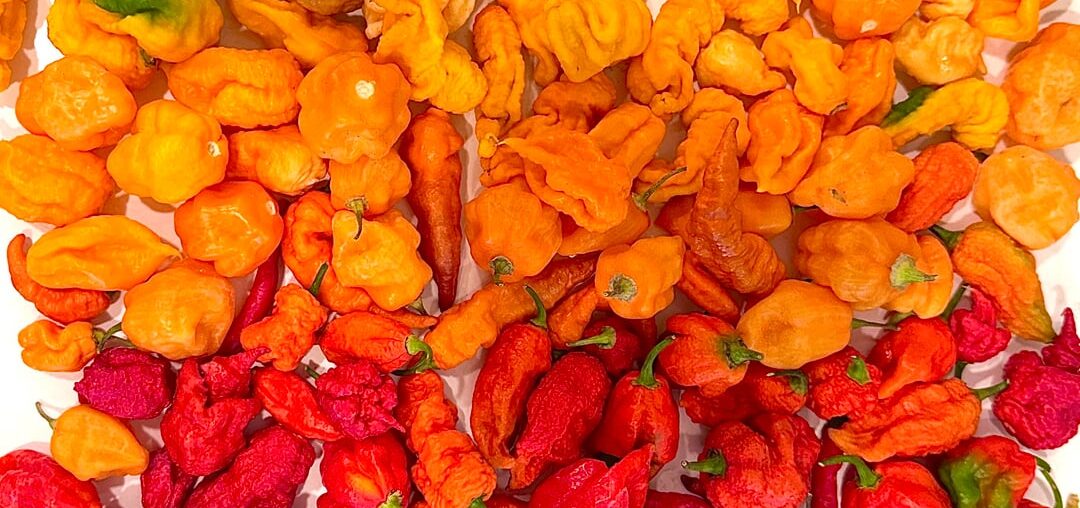 I may have underestimated what planting 60+ different pepper varieties would look like