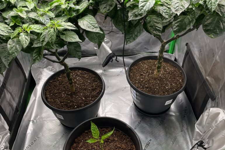 My manifestation grow - 2.5 years homeless to my own tent with real Ed Currie Reapers