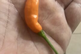 Tabasco crossed with ghost pepper
