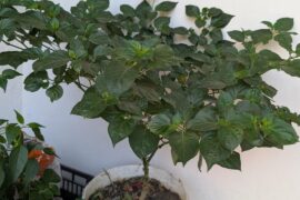 Why is my Biquinho dropping flowers?