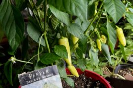 Santa Fe Grande/Mystery Pepper