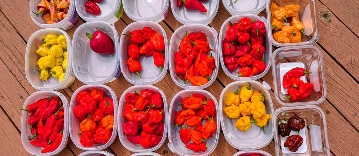 First decent Harvest