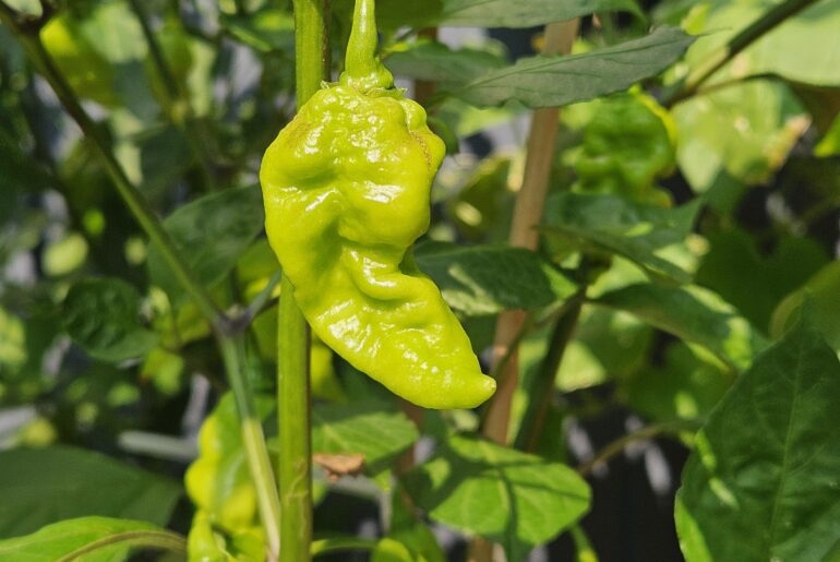 Labeled as KSLS x Datil, any thoughts?