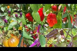 The peppers are ready!!!