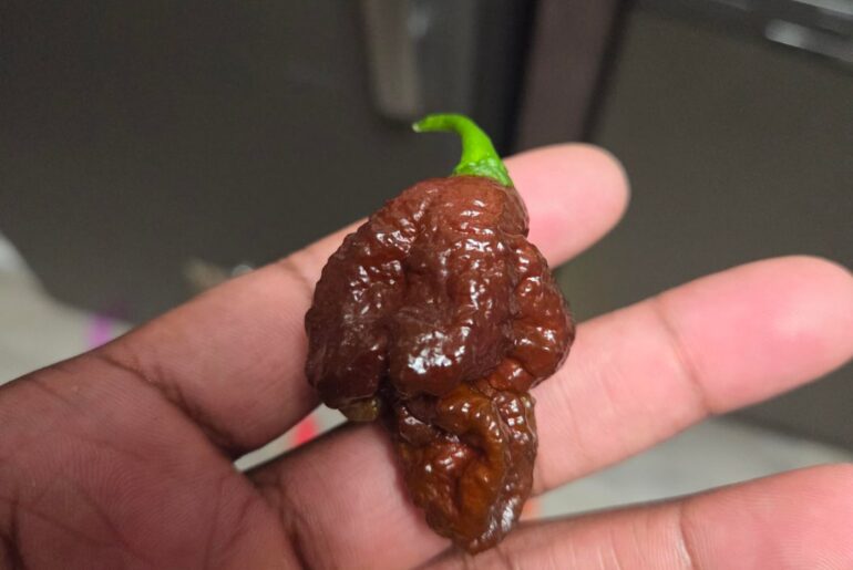 Chocolate Bhutlah Pod