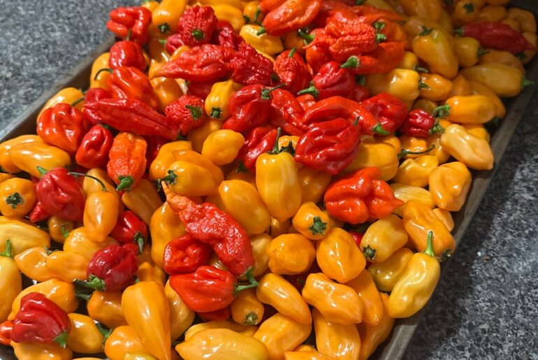 First year growing peppers. What do now?
