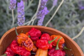 If Peter Piper picked a bowl of superhots...
