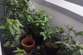 Tried to fill up my balcony with peppers (bonus picture of tomatoes and cucumbers)