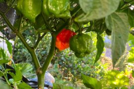Whats your favorite pepper?