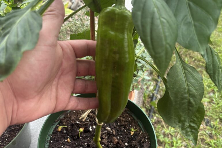 What is this??