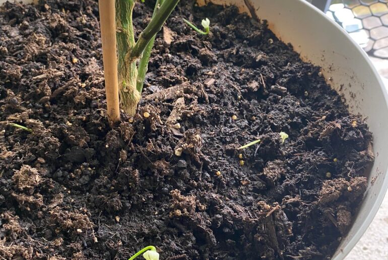 Naga Viper still dropping flowers?