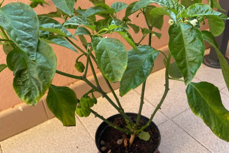 First harvest of my little Harambe the Habanero