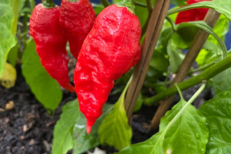First time growing Ghost Peppers!