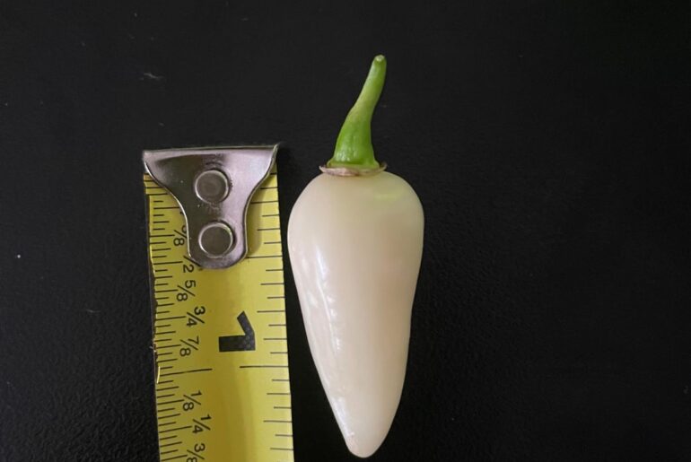 Best coyote tooth/Zan peppers I’ve grown so far