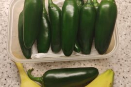 If the blazing UK summer is good for one thing, it's Jalapeno growing! (Banana for scale).