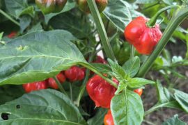 ScotchBonnet/Reaper