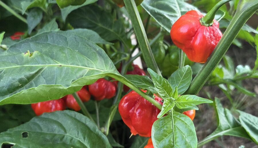 ScotchBonnet/Reaper