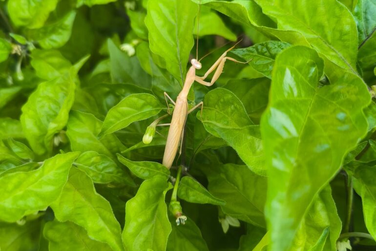 Beware of Praying Mantis