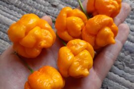 Beautiful MOA Scotch Bonnets and their powder