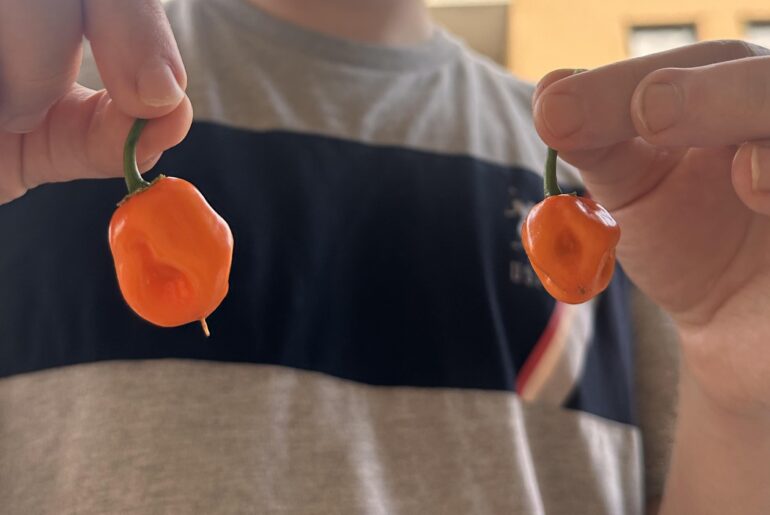 Harvest time