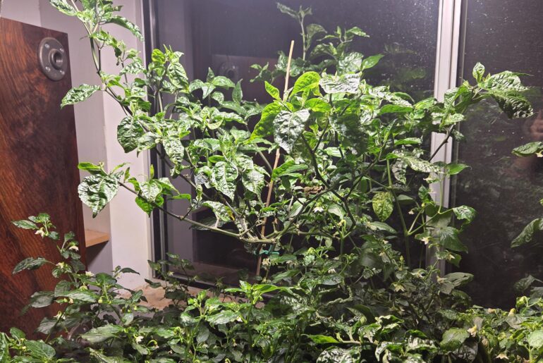 How big can a pepper plant get before it flowers?