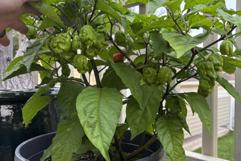 Carolina Reaper