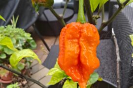 Was sold as a reaper but it's orange?
