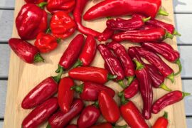 Nice little harvest today in Zone 6b