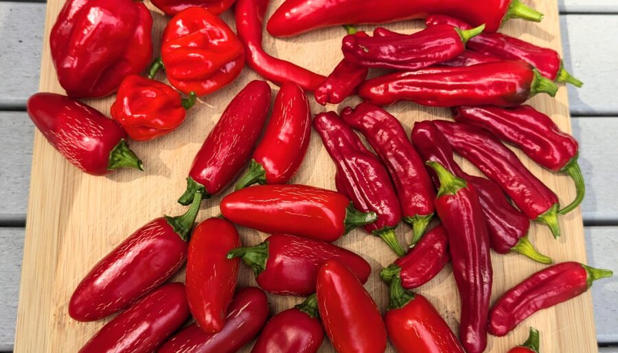Nice little harvest today in Zone 6b