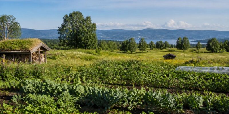 Trondheim’s Jord Festival puts soil health and local food at the centre of public life Trondheim’s Jord Festival puts soil health and local food at the centre of public life