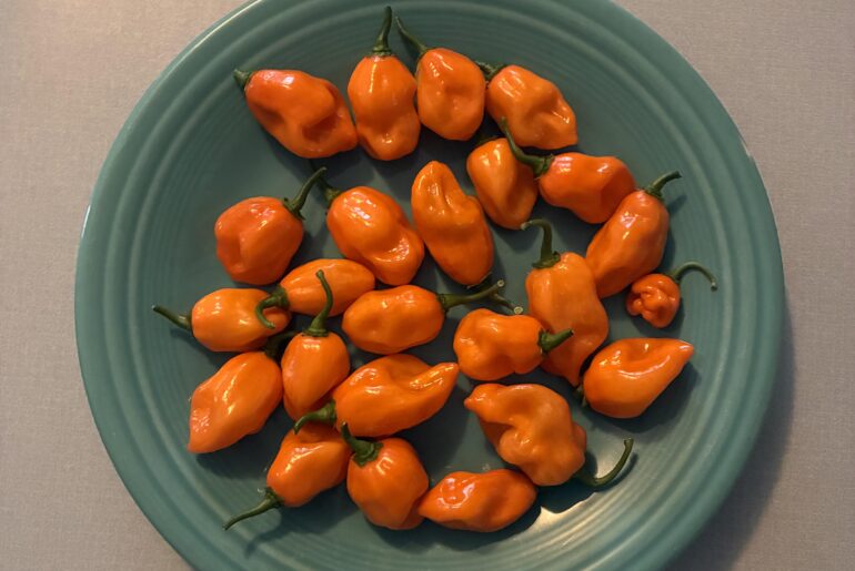2nd Go Habaneros