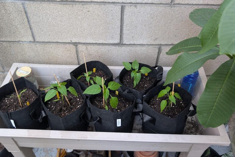 My 2027 babies are in their new winter homes. Sometime in November they'll be brutalized then sometime in April they'll go into their final homes.