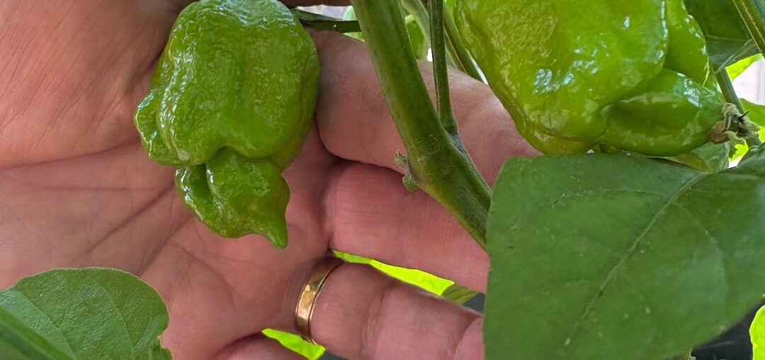 Scorpion Peppers